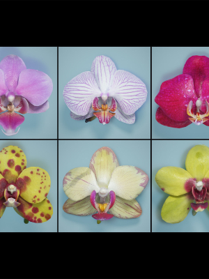 6 Orchids Flowers