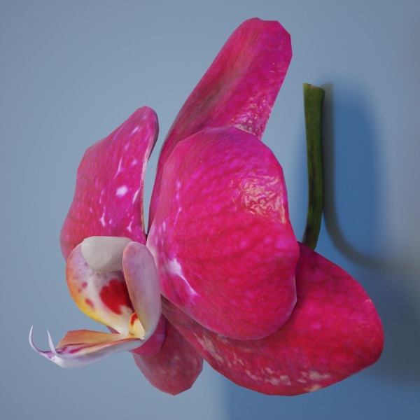 6 Orchids Flowers