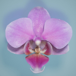 6 Orchids Flowers