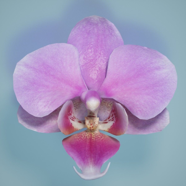 6 Orchids Flowers