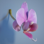 6 Orchids Flowers