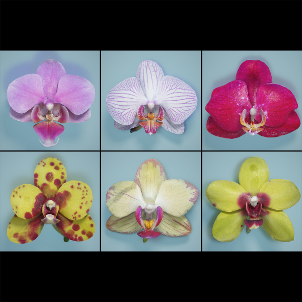 6 Orchids Flowers