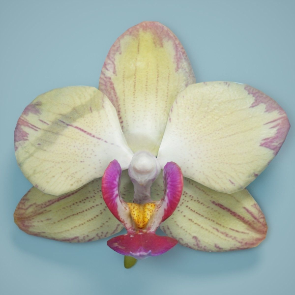 6 Orchids Flowers