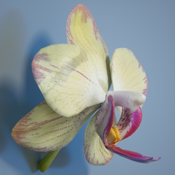 6 Orchids Flowers
