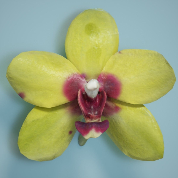 6 Orchids Flowers