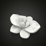 Orchid flower