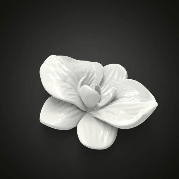 Orchid flower