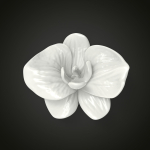 Orchid flower