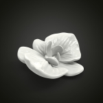 Orchid flower
