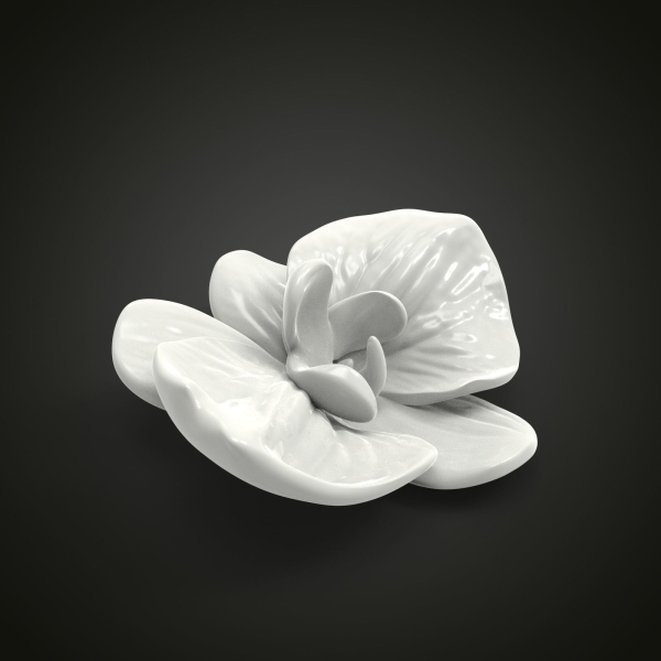 Orchid flower