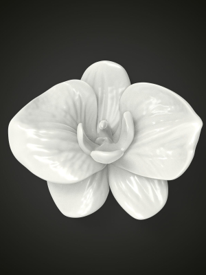 Orchid flower