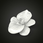 Orchid flower