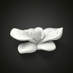 Orchid flower