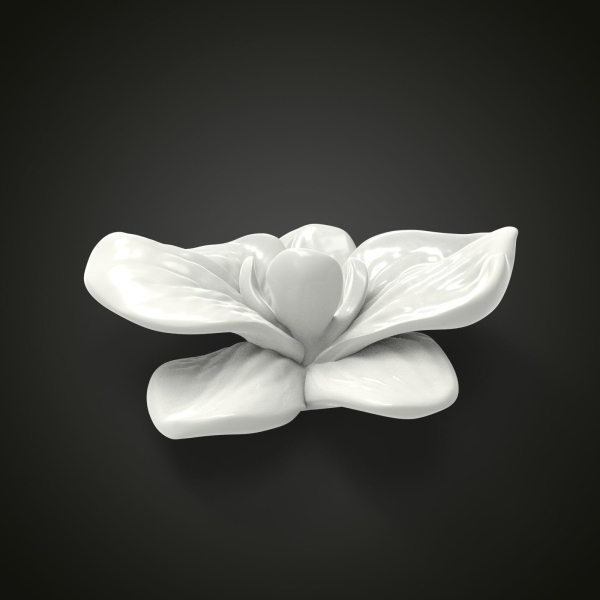 Orchid flower
