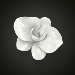 Orchid flower