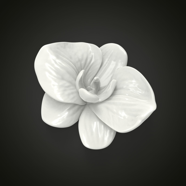 Orchid flower