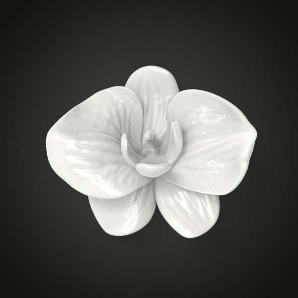 Orchid flower