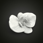 Orchid flower