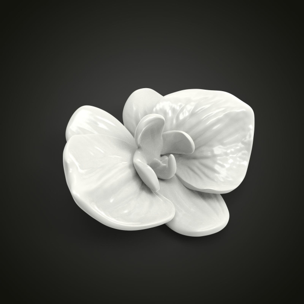 Orchid flower