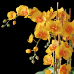 Orchid set 3 orchids