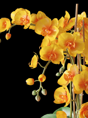 orchid-set-3-3d-model-max-obj-fbx