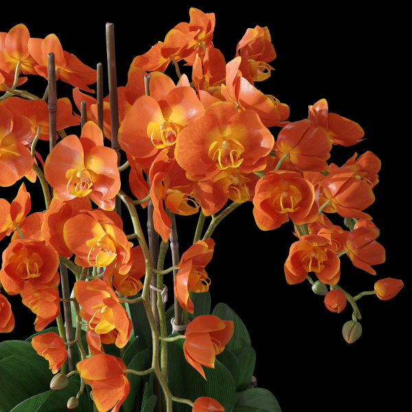 Orchid set 3 orchids
