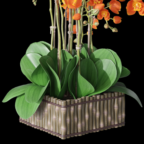 Orchid set 3 orchids