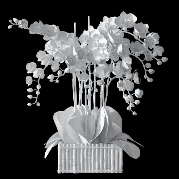 Orchid set 3 orchids