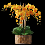Orchid set 3 orchids