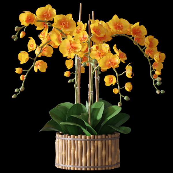Orchid set 3 orchids
