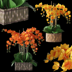 Orchid set 3 orchids