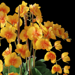 Orchid set 3 orchids