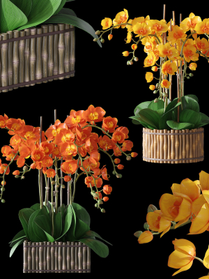 Orchid set 3 orchids