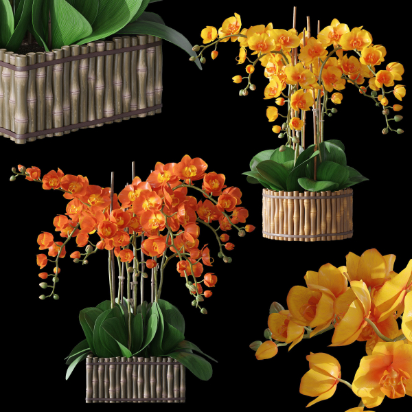 Orchid set 3 orchids