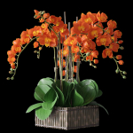 Orchid set 3 orchids