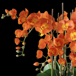 Orchid set 3 orchids