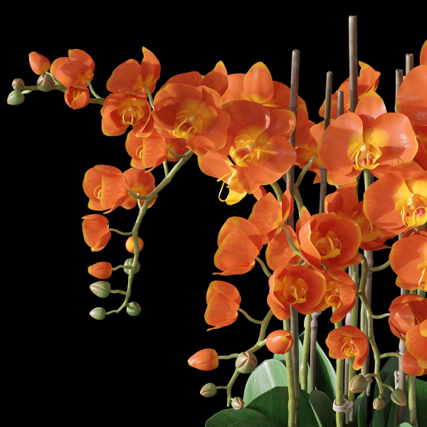 Orchid set 3 orchids