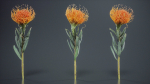 Ornamental Pincushion Leucospermum Cordifolium