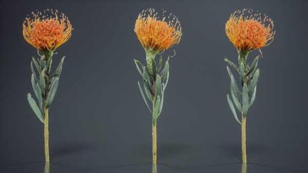 Ornamental Pincushion Leucospermum Cordifolium