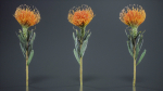 Ornamental Pincushion Leucospermum Cordifolium