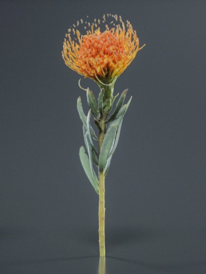 Ornamental Pincushion Leucospermum Cordifolium