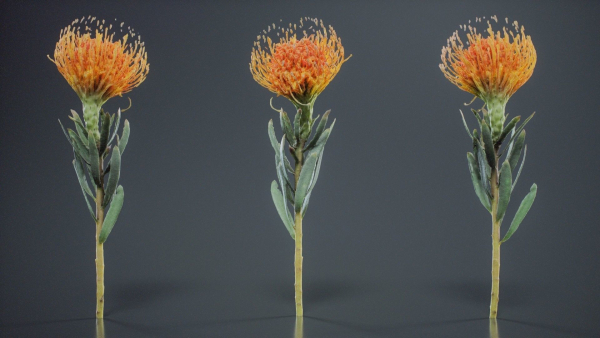 Ornamental Pincushion Leucospermum Cordifolium