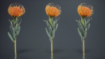 Ornamental Pincushion Leucospermum Cordifolium