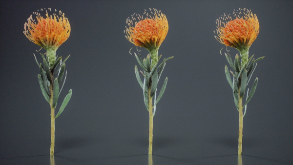 Ornamental Pincushion Leucospermum Cordifolium