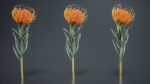 Ornamental Pincushion Leucospermum Cordifolium