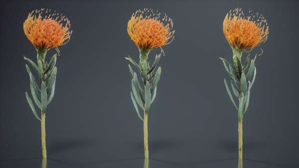 Ornamental Pincushion Leucospermum Cordifolium