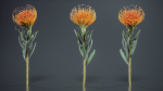 Ornamental Pincushion Leucospermum Cordifolium
