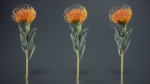 Ornamental Pincushion Leucospermum Cordifolium