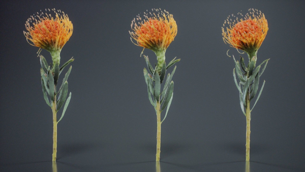 Ornamental Pincushion Leucospermum Cordifolium