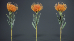 Ornamental Pincushion Leucospermum Cordifolium